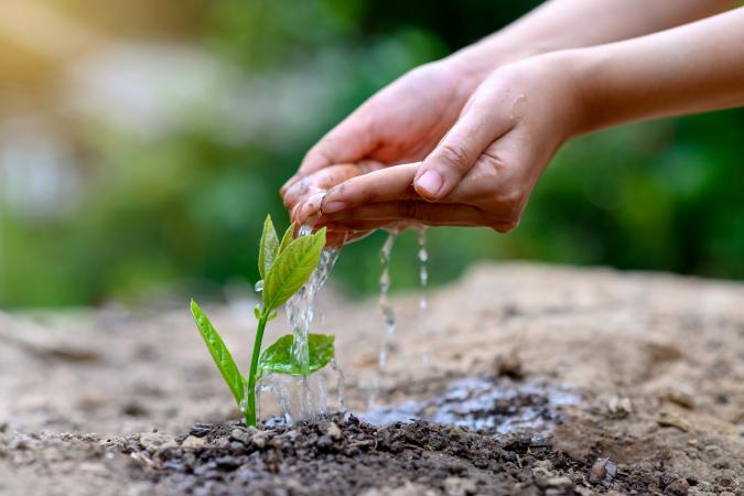 Woman watering new plant