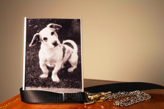 Photo of a white dog in a frame next to collar on a table