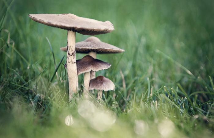 mushrooms sheltering each other