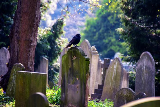 Crow on a tombstone