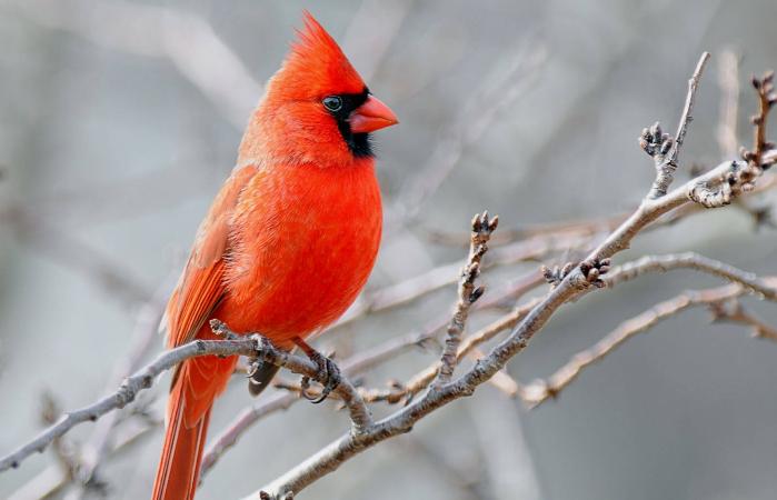 What Does It Mean When God Sends Cardinals
