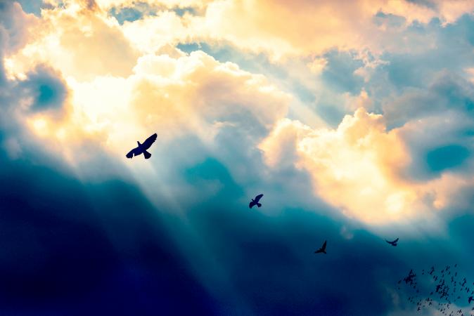 Birds flying to the light