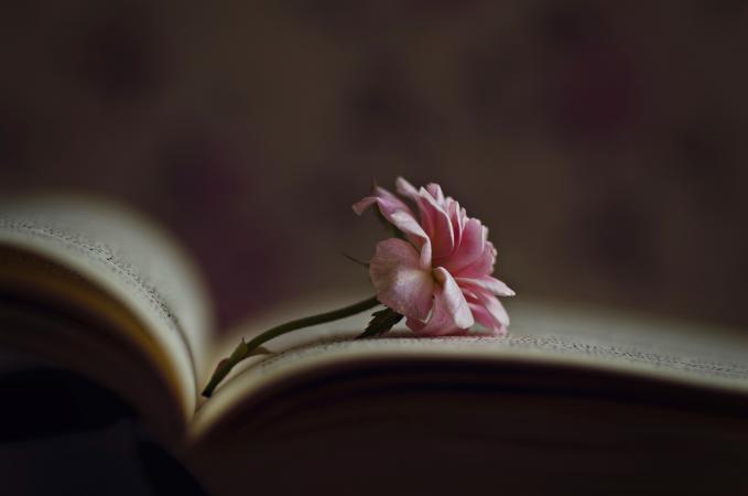 Little rose inside an old book