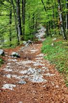 Green burial grounds work to protect natural ecosystems like this old growth forest.