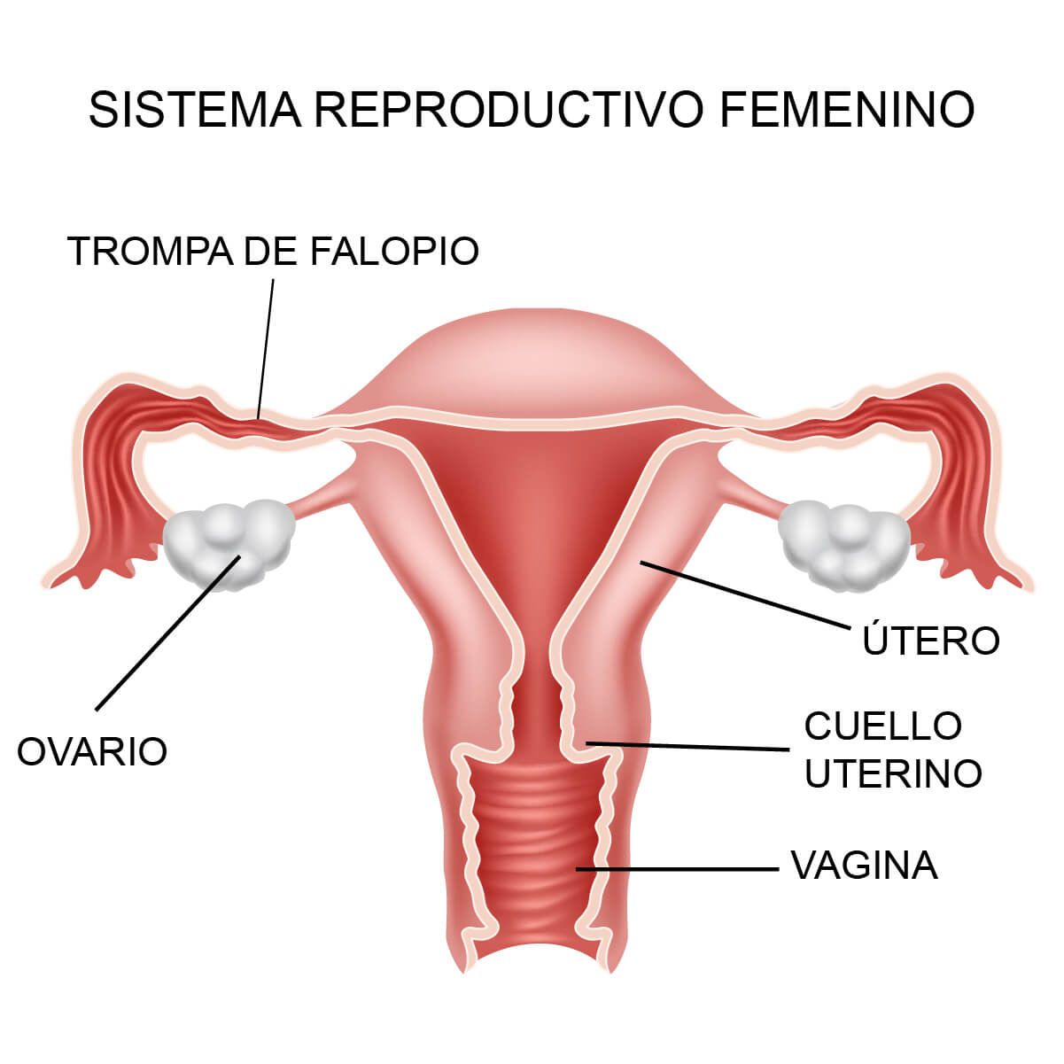 sistema-reproductivo-femenino.jpg