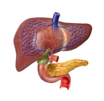 Human Liver system