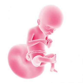 21 semanas