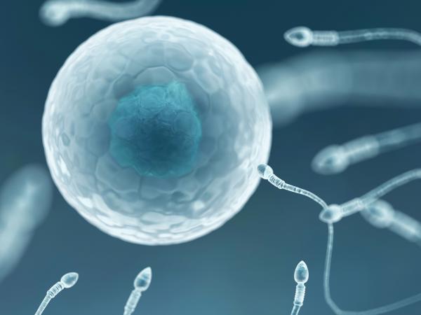 Esperma fertilizando huevo