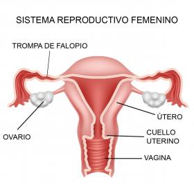 largo normal cuello utero embarazo