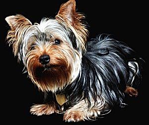 Yorkshire Terrier who swallowed an engagement ring
