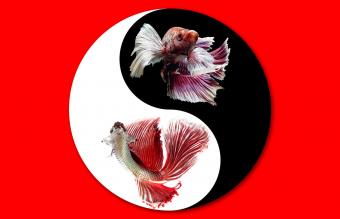 Yin Yang: Armonía y Equilibrio
