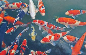 Peces Koi
