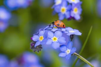 Mariquita en una flor