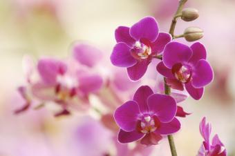 Orquídeas rosas