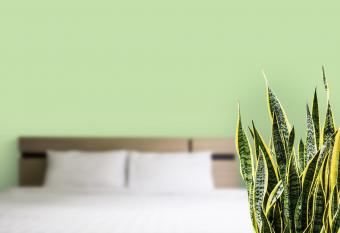 Habitación verde con lengua de la suegra