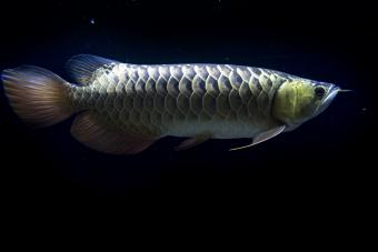 Pez arowana azulado