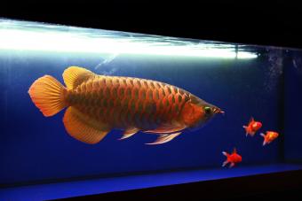 Pez arowana en un acuario con mas peces