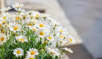 Flores de Manzanilla