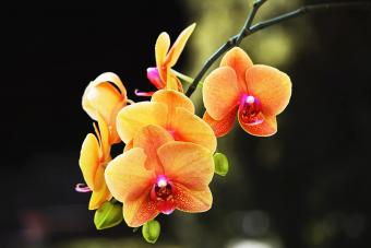 Orquídea Naranja