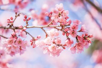 Arbol con flores de ciruelo