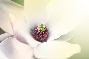 Magnolia blanca