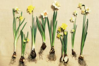 Flores de bulbo