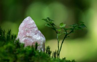 Cuarzo rosa en un bosque en Suiza