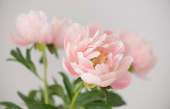 Hermoso ramo de peonía rosa pálido