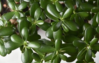 Planta de interior suculenta Crassula ovata