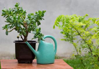 Planta y lata de agua en la mesa del jardín