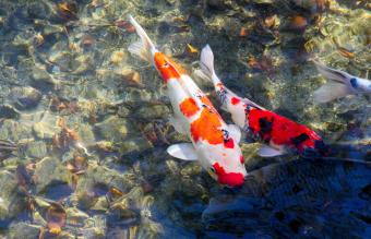 Colorido pez koi en el agua