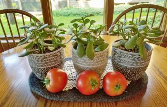 Tomates rojos maduros con plantas de jade