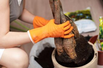 Replantando un árbol de dinero