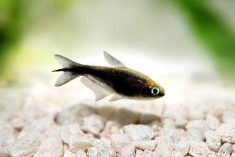 Pez tropical negro en un acuario