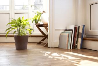 Plantas y libros en un rincón con sol