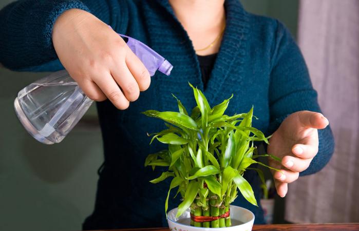Rociando agua en planta de bambú de la suerte