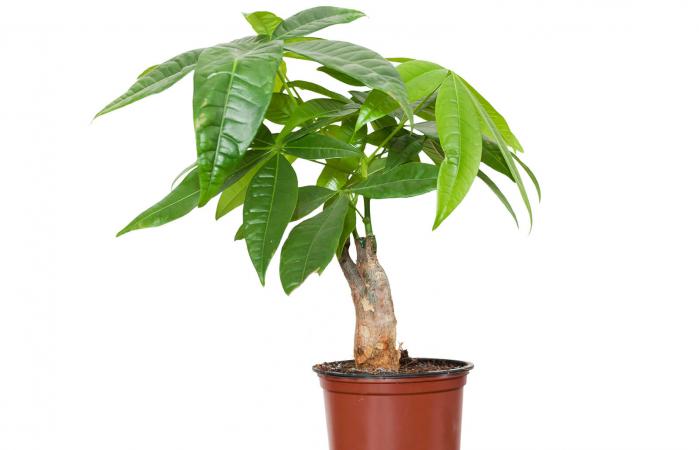 Planta Pachira