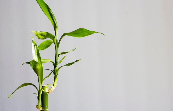 Planta de bambú de la suerte