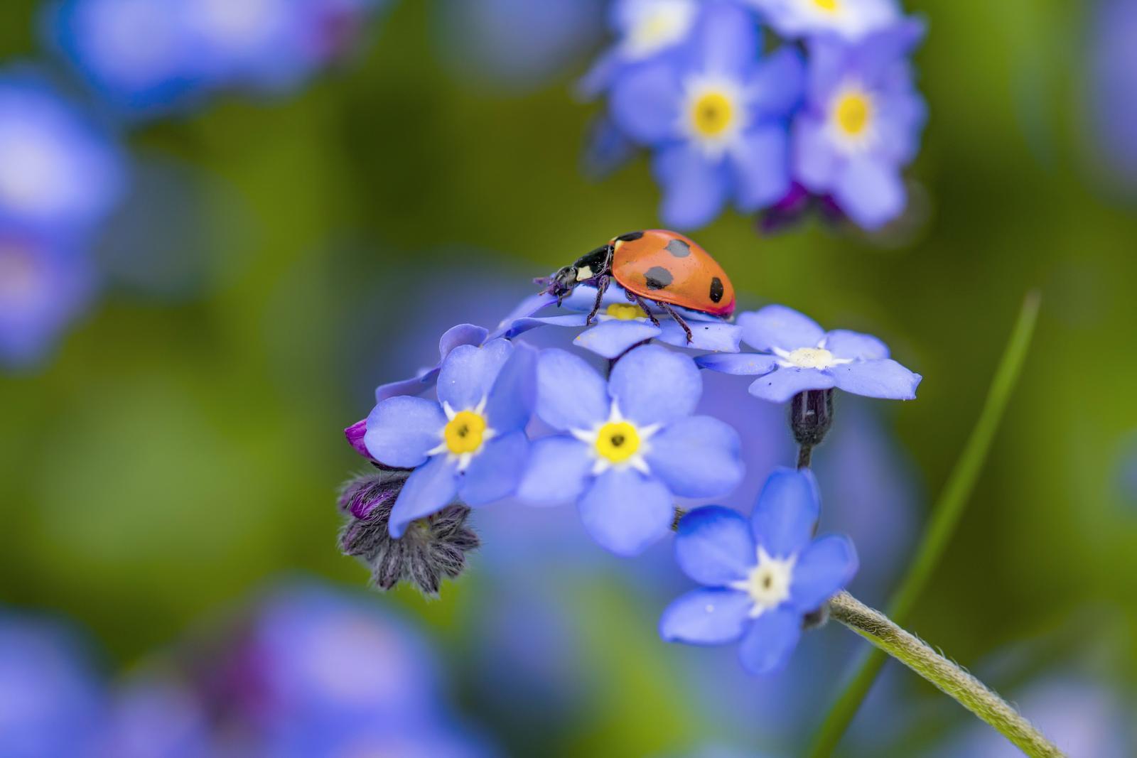Mariquita en una flor