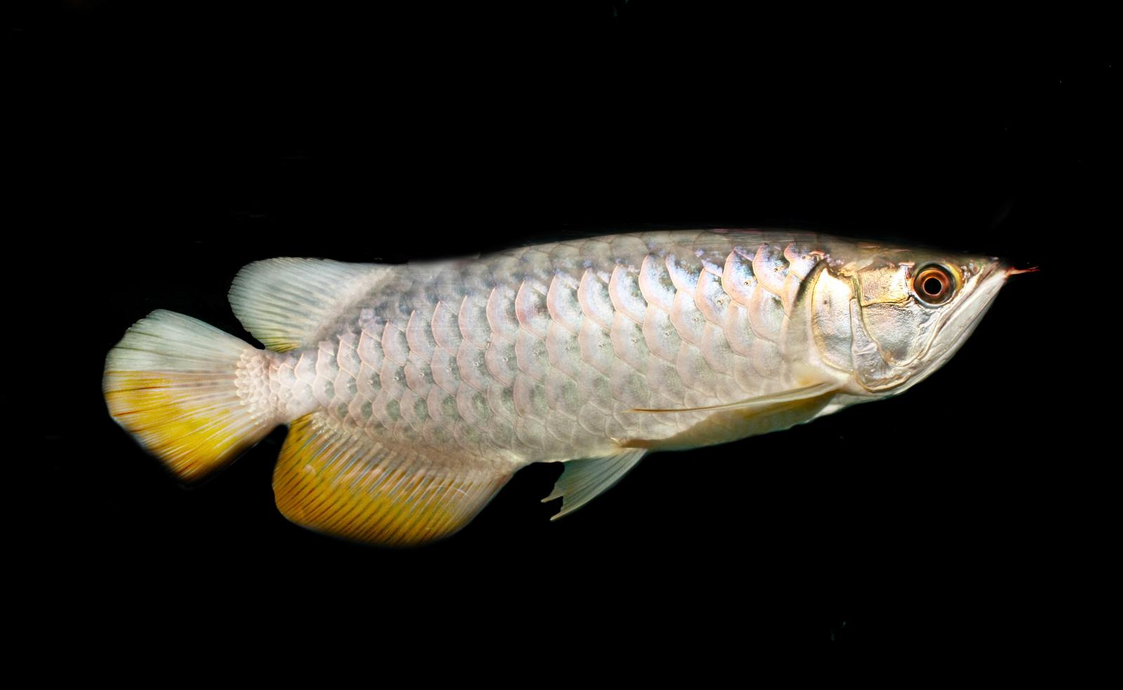 Pez Arowana aislado en fondo negro