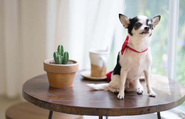 Perro sentado sobre una mesa de madera