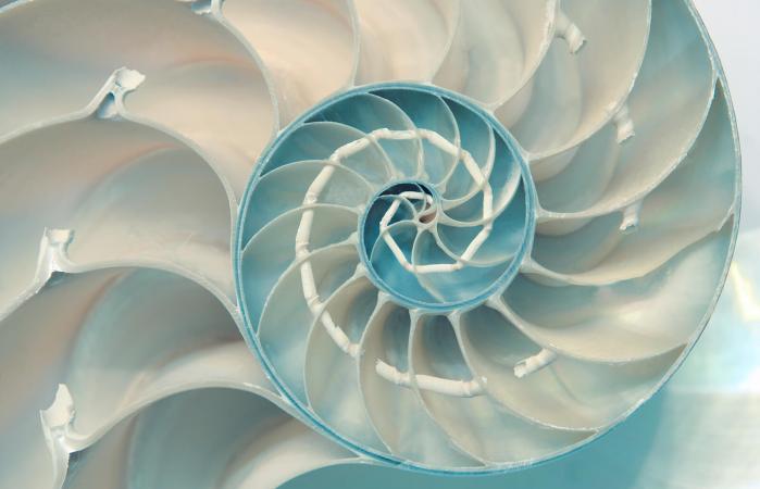 Una concha de nautilo cortada