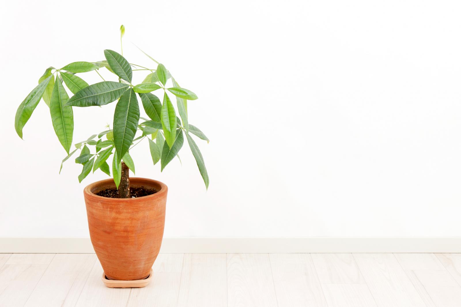 Planta pachira