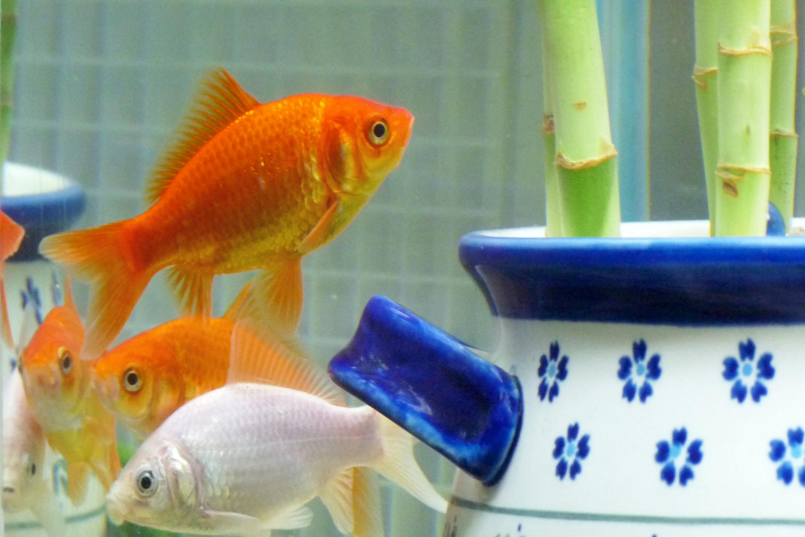 Bambú de la suerte en un acuario