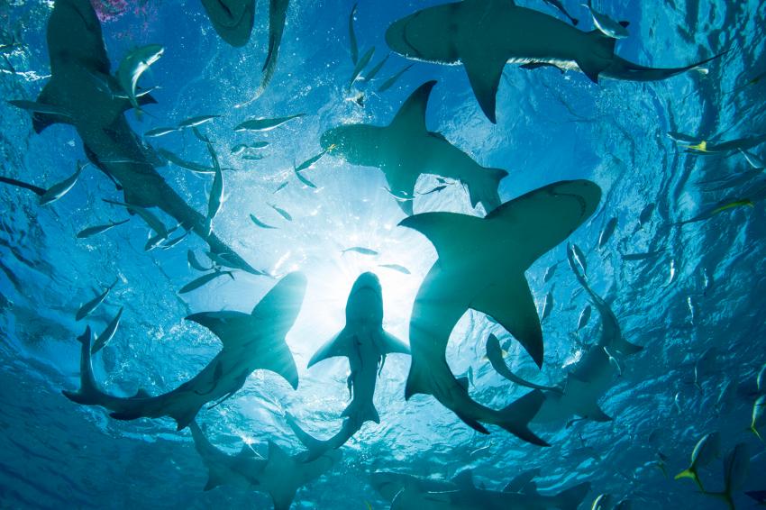 20 Weird Animal Facts That Seem Too Bizarre to Be True | LoveToKnow