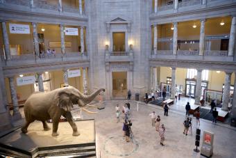 The Smithsonian's Natural Museum of Natural History