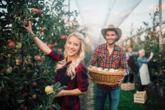 Happy couple picking up fruit at the plantation