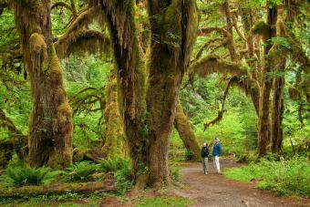 Bigleaf maple trees, Hall of Mosses Trail, Hoh Rainforest, Olympic National Park, Washington