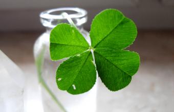 shamrock