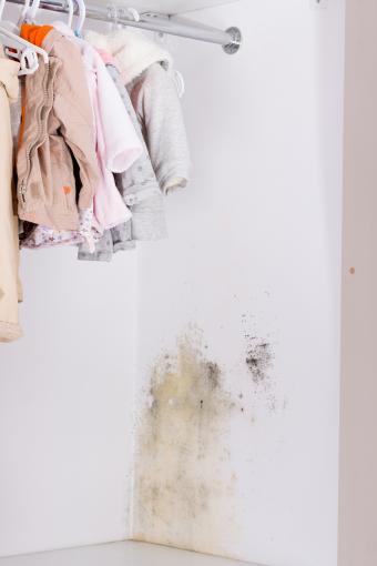 Mold in wardrobe